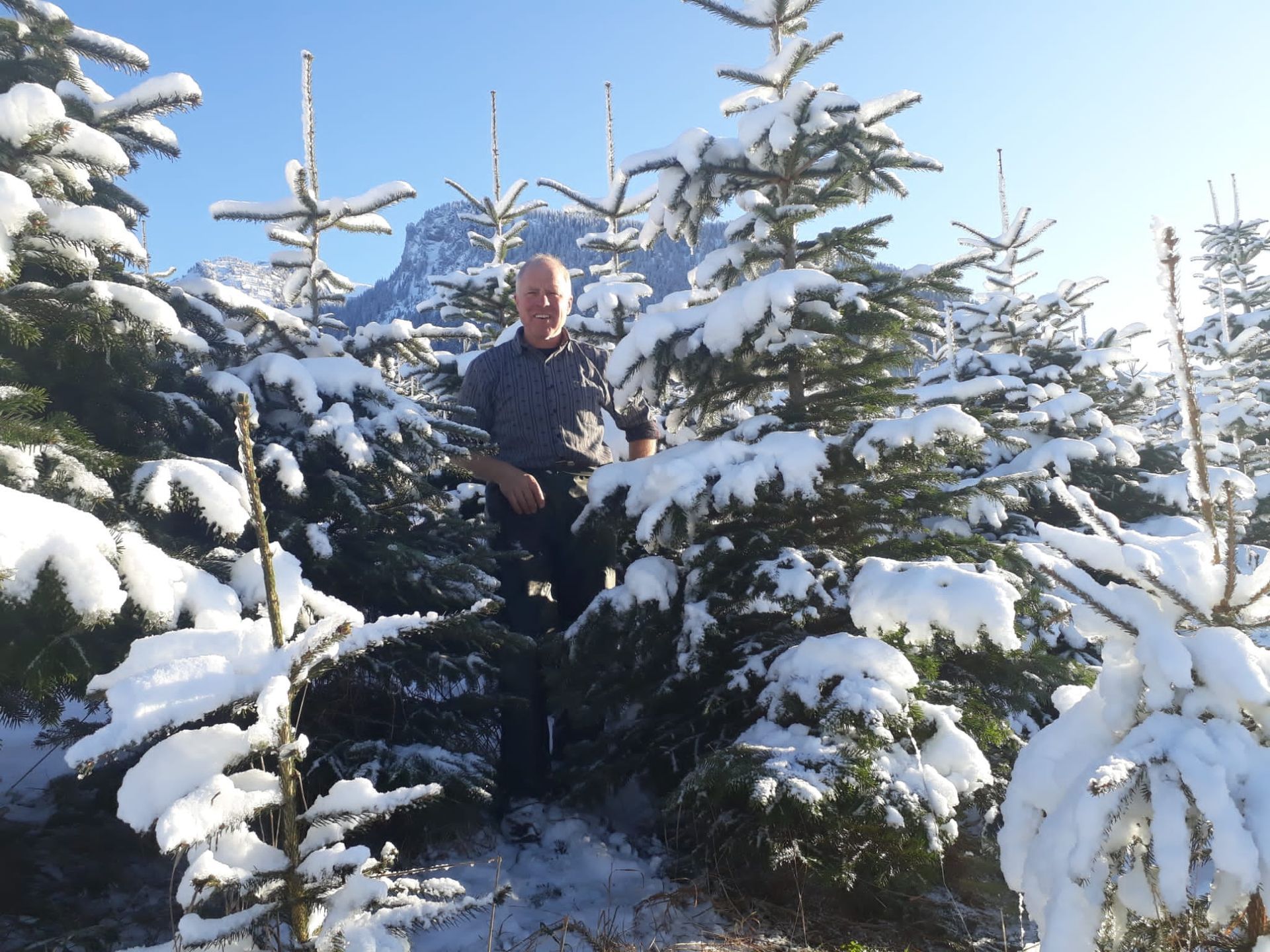 Weihnachtsbäume - Rudolf Schneider - Reichenbach - Kandertal