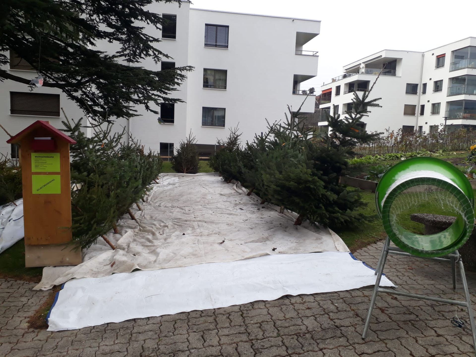 Weihnachtsbäume - Rudolf Schneider - Reichenbach - Kandertal