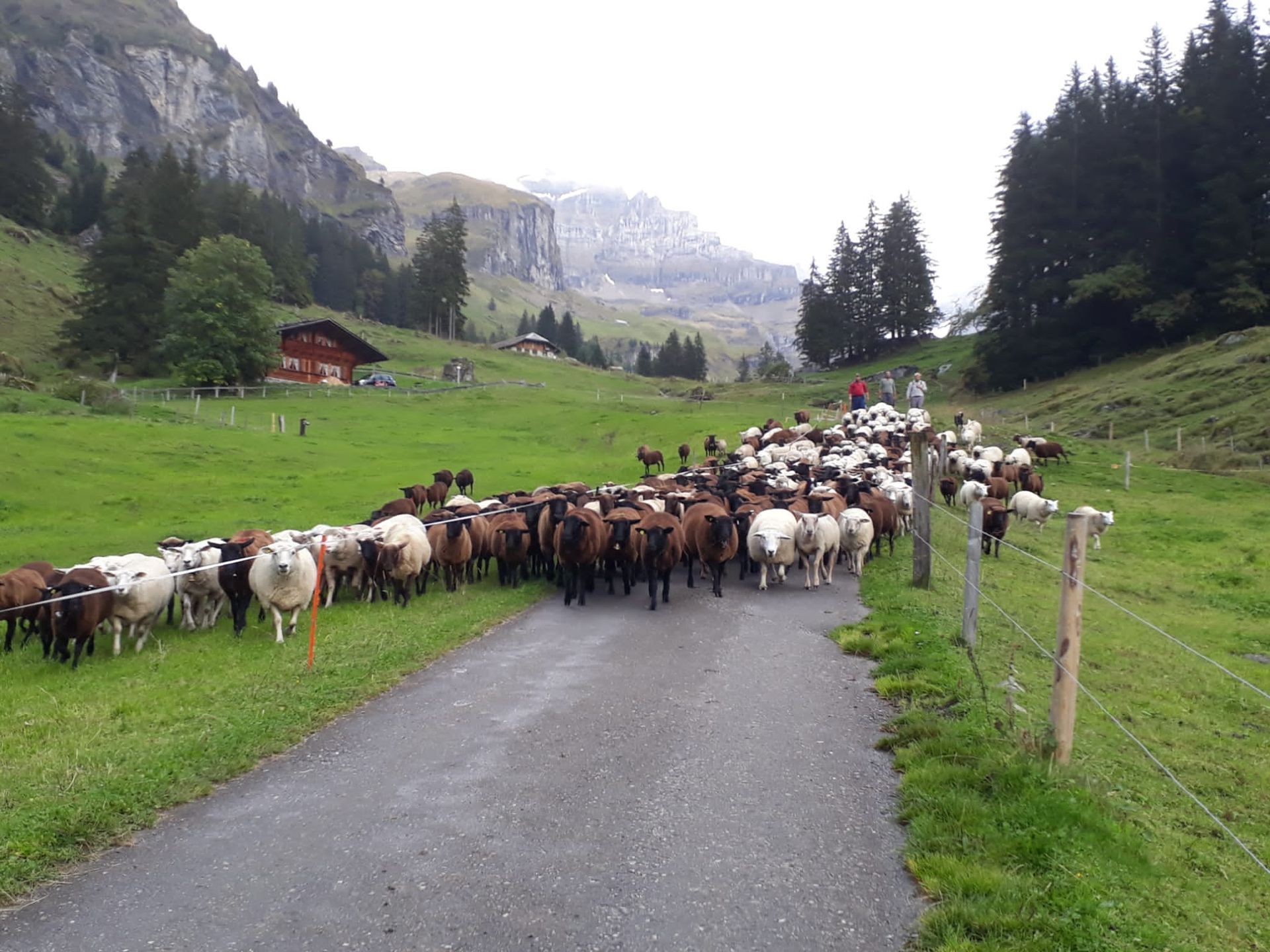 Bio-Bauernhof - Rudolf Schneider - Reichenbach - Kandertal
