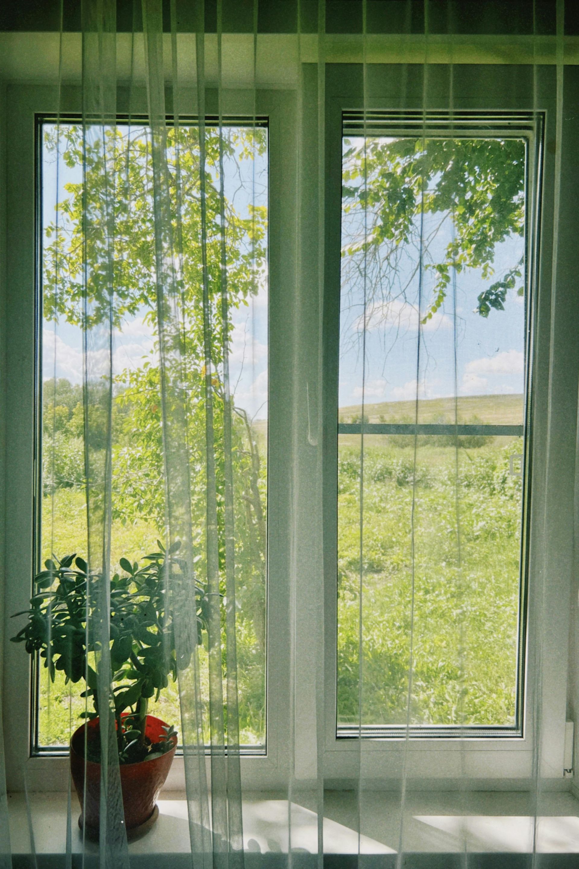 Ventana con cortinas transparentes, luz solar, árboles verdes afuera y una planta en maceta en el alféizar.