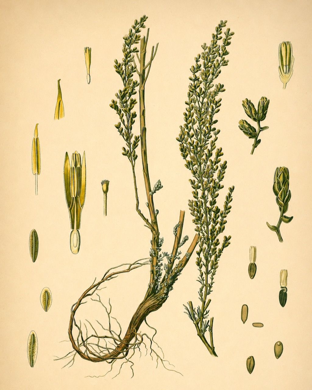 Botanical illustration of a flowering plant with green stems, roots, and small detached parts on a beige background, mugwort