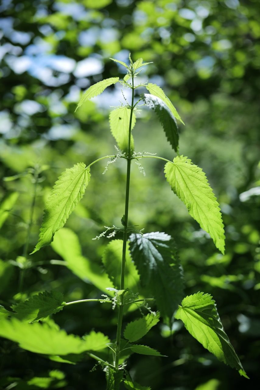 Green plant with serrated leaves growing in a sunny forest setting
