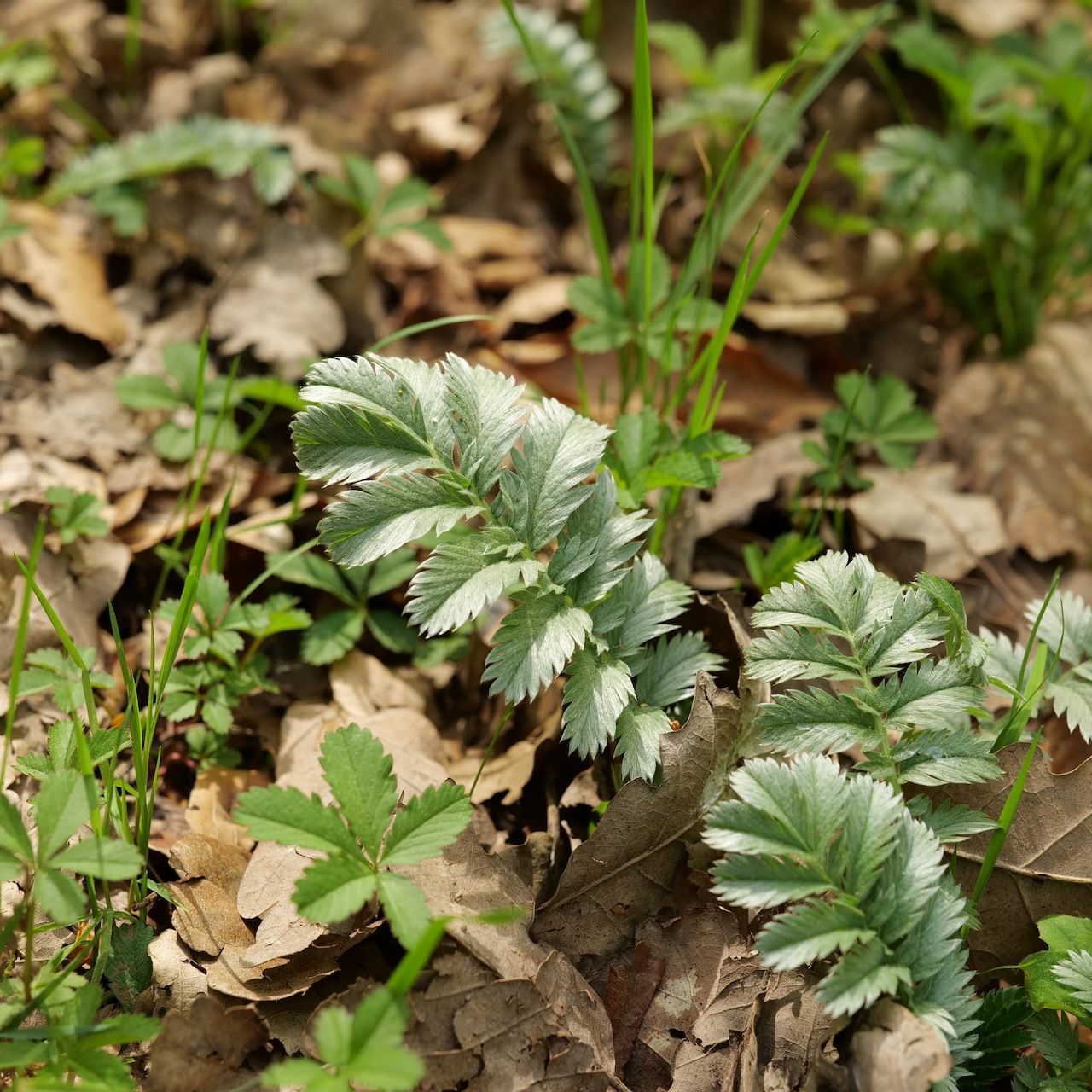 silverweed groundcover plants growing among dry leaves in a garden bed