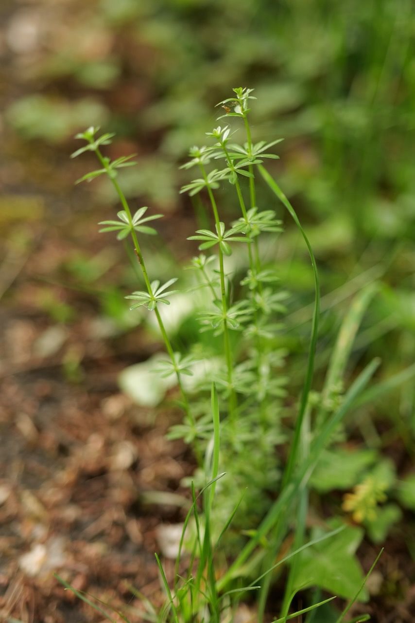 Tall green wild plant with small leaves growing beside a forest path
