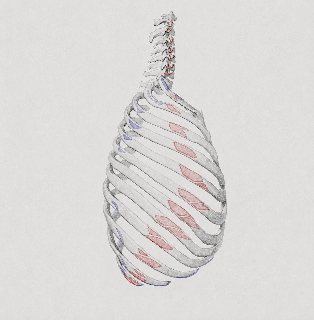 Abstract white and pink 3D ribbed teardrop-shaped form on a light background