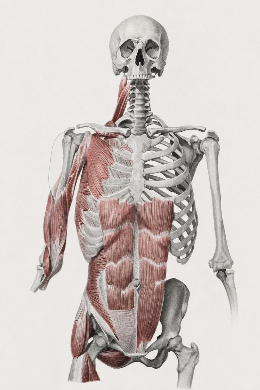 Human skeleton with red muscle anatomy on the left side, standing against a white background
