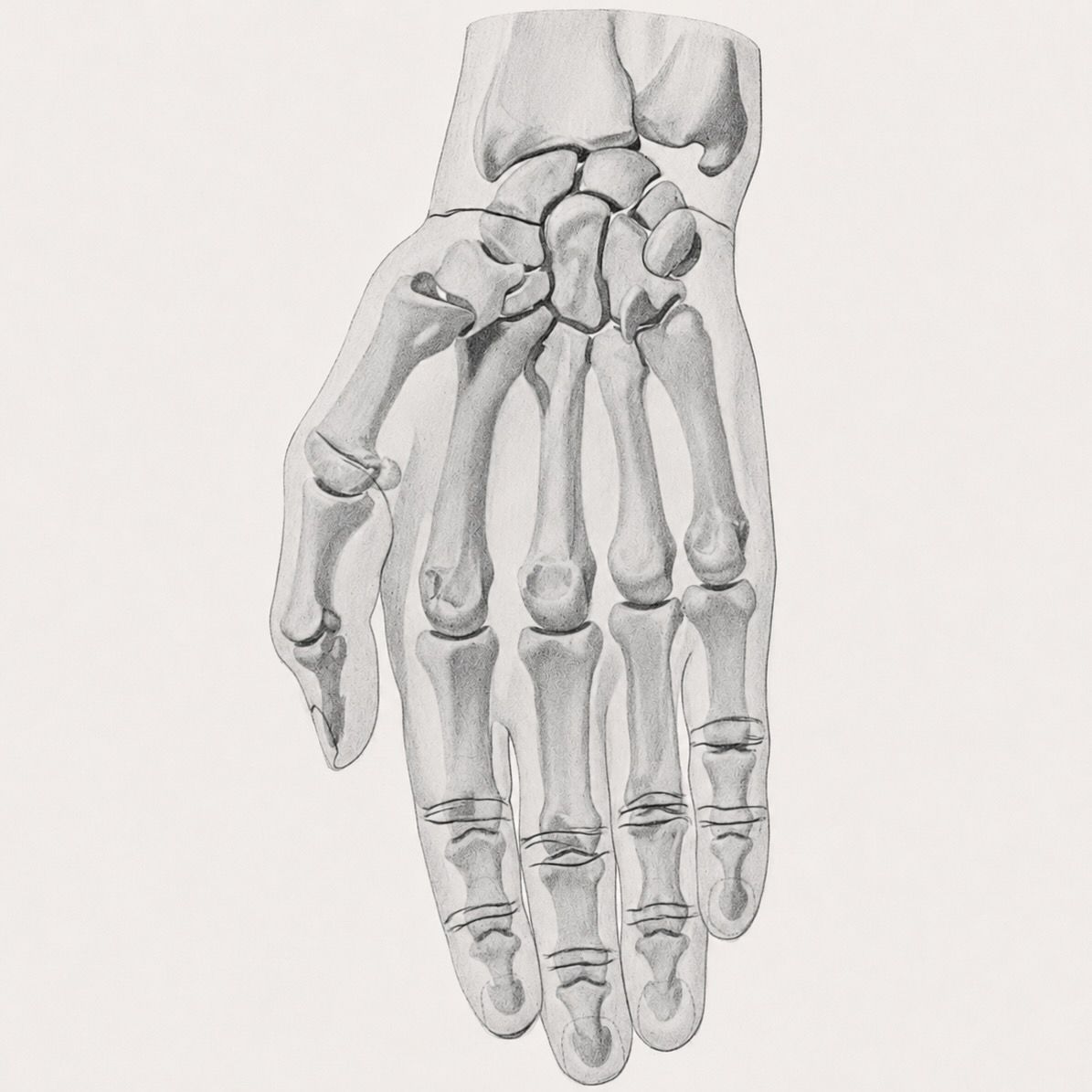 Black-and-white drawing of a human hand skeleton, palm facing forward.