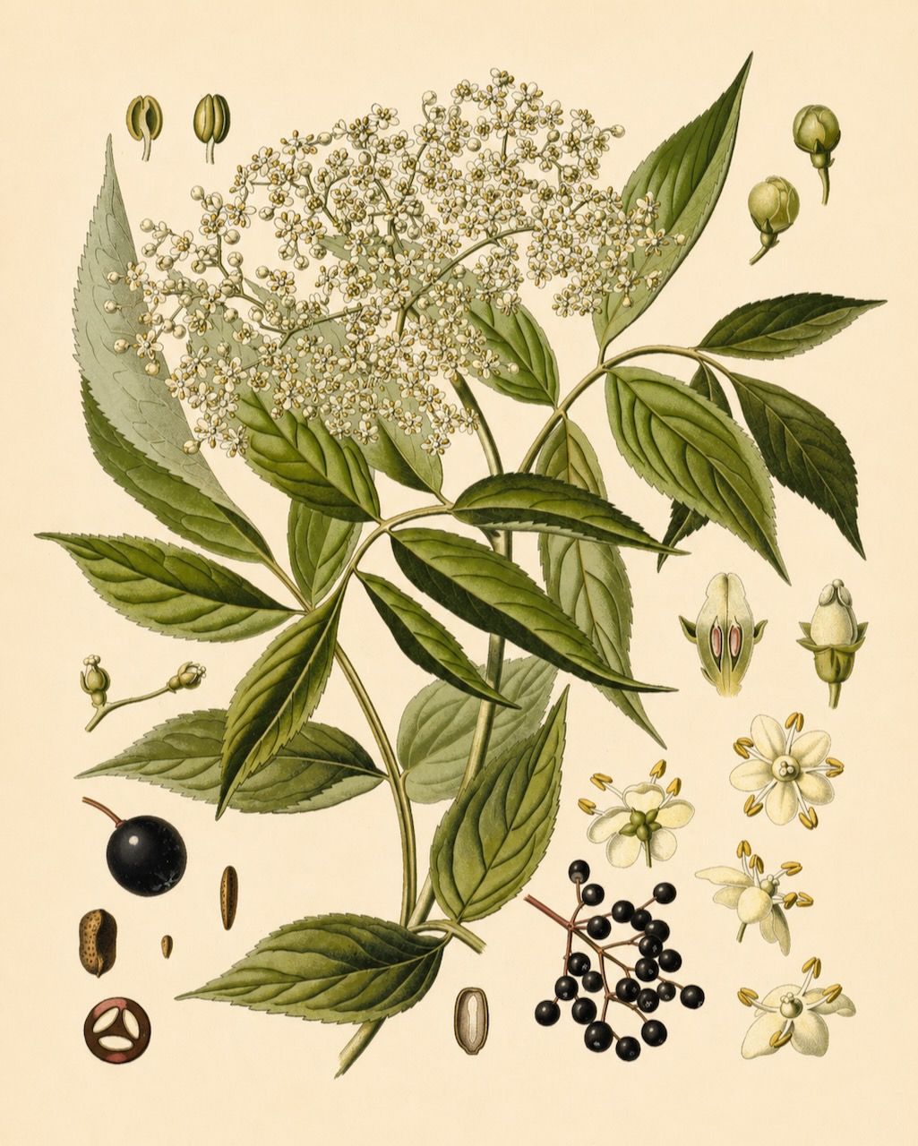Botanical illustration of green herb leaves, berries, flowers, and seeds on a beige background.