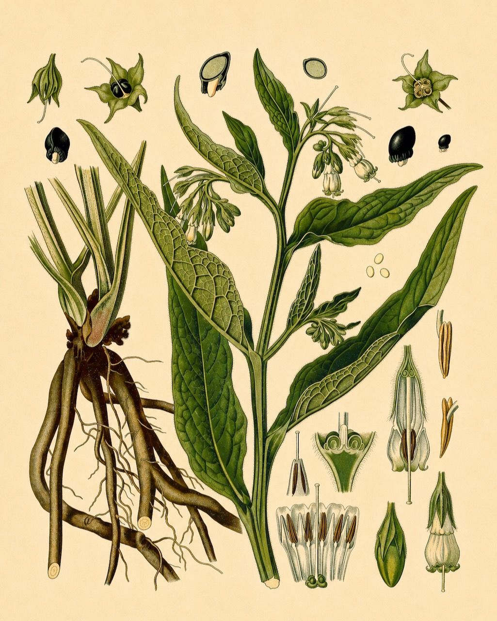 Botanical illustration of a green medicinal plant with roots, leaves, flowers, and seed pods.