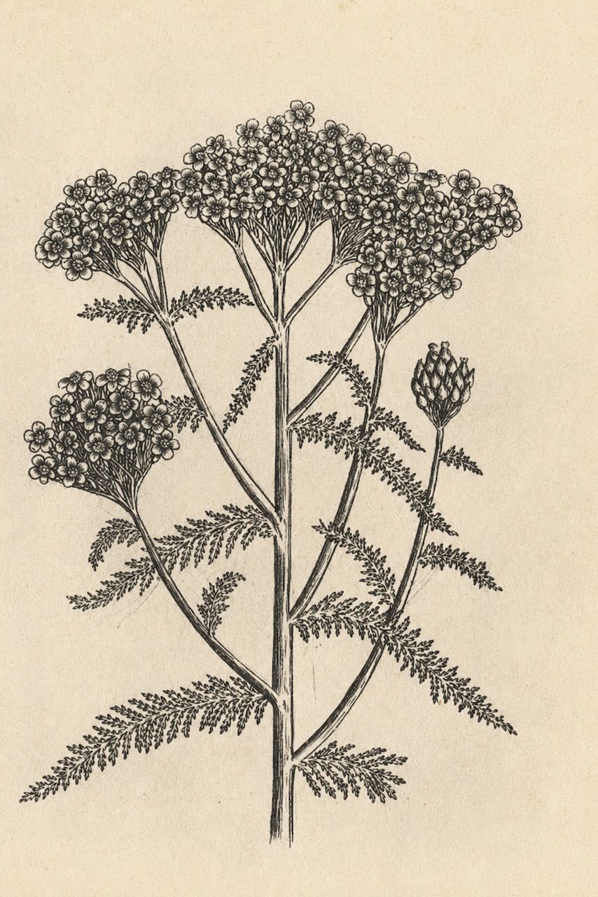 Black-and-white botanical illustration of a flowering plant with multiple stems and clustered blooms