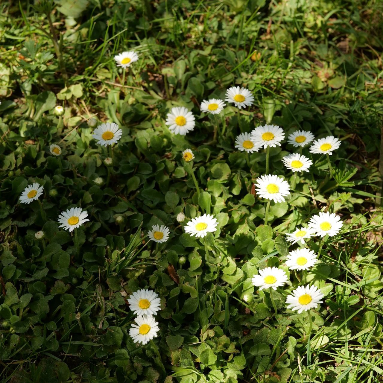 White daisies with yellow centers scattered across green grass and foliage.