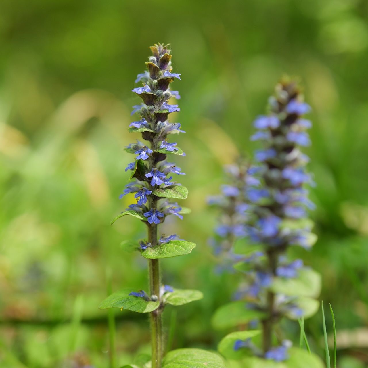 Purple wildflowers with tall spikes blooming in a grassy green field