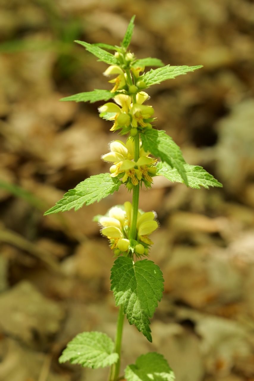 Yellow wildflower with green leaves standing upright against a blurred forest floor background, 