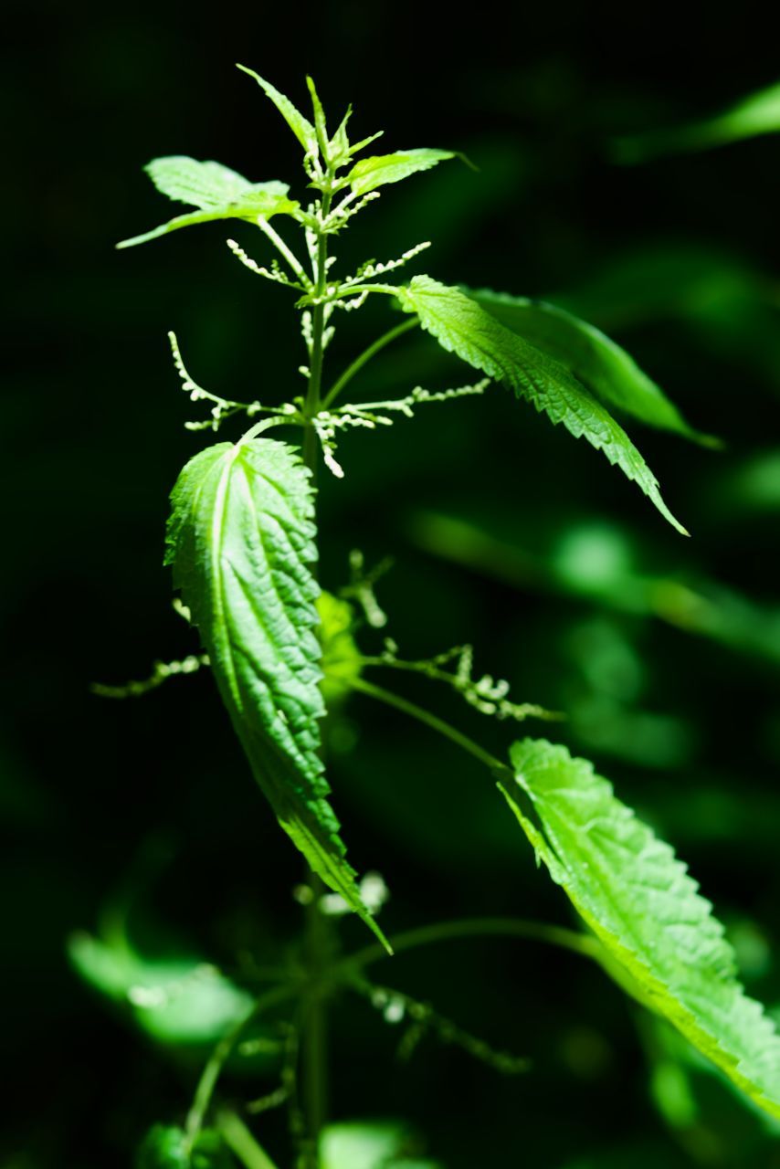 Close-up of bright green nettle leaves on a stem against a dark blurred background