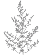 Black-and-white botanical sketch of a mugwort delicate flowering branch with many small leaves and stems
