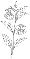 Black-and-white botanical sketch of a comfrey with leaves and bell-shaped blossoms