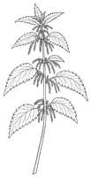 Dotted black-and-white drawing of a stinging nettle with segmented stem and pointed leaves.
