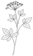 Black-and-white botanical sketch of a ground elder
 with leaves and delicate blooms