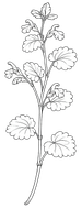 Black-and-white botanical sketch of a Ground-ivy with stems, leaves, and clustered blossoms