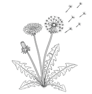Black-and-white line drawing of dandelions with seed heads and drifting seeds.