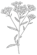Black-and-white botanical sketch of a yarrow flowering plant with branching stems and small clustered blossoms