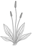 Line drawing of a ribwort plantain
with broad leaves and three tall flower spikes