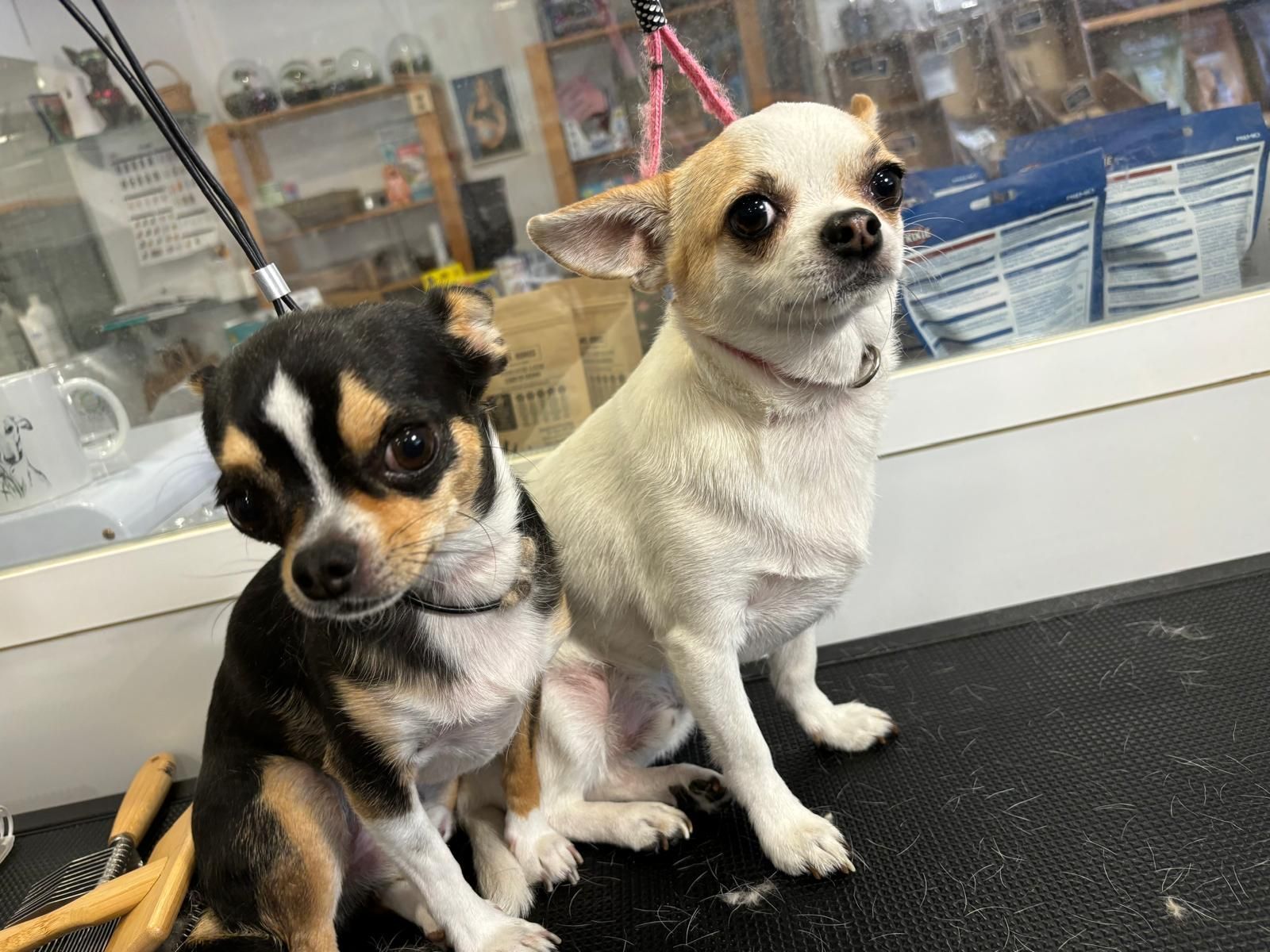 Dos perros pequeños están sentados uno al lado del otro en una mesa.