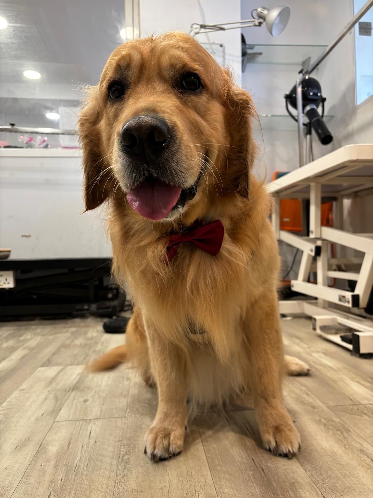 Un golden retriever con una pajarita roja está sentado en el suelo.