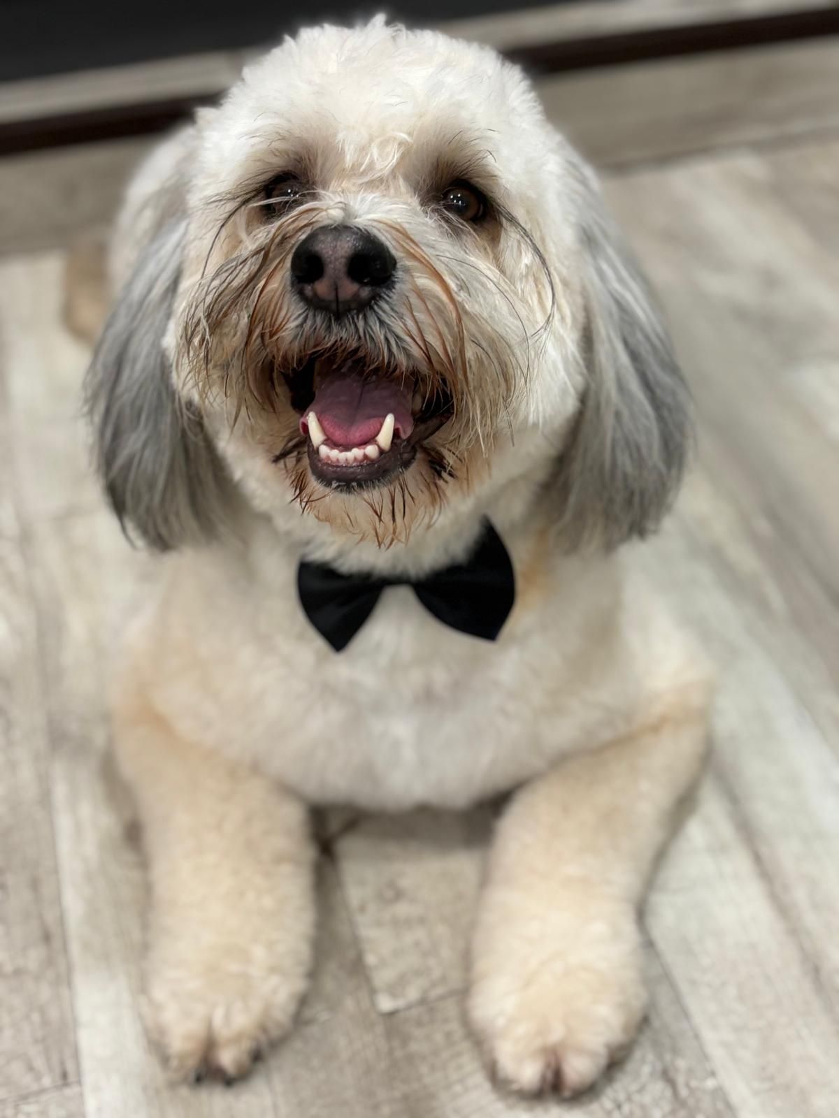 Un pequeño perro blanco que lleva una pajarita negra yace en el suelo.