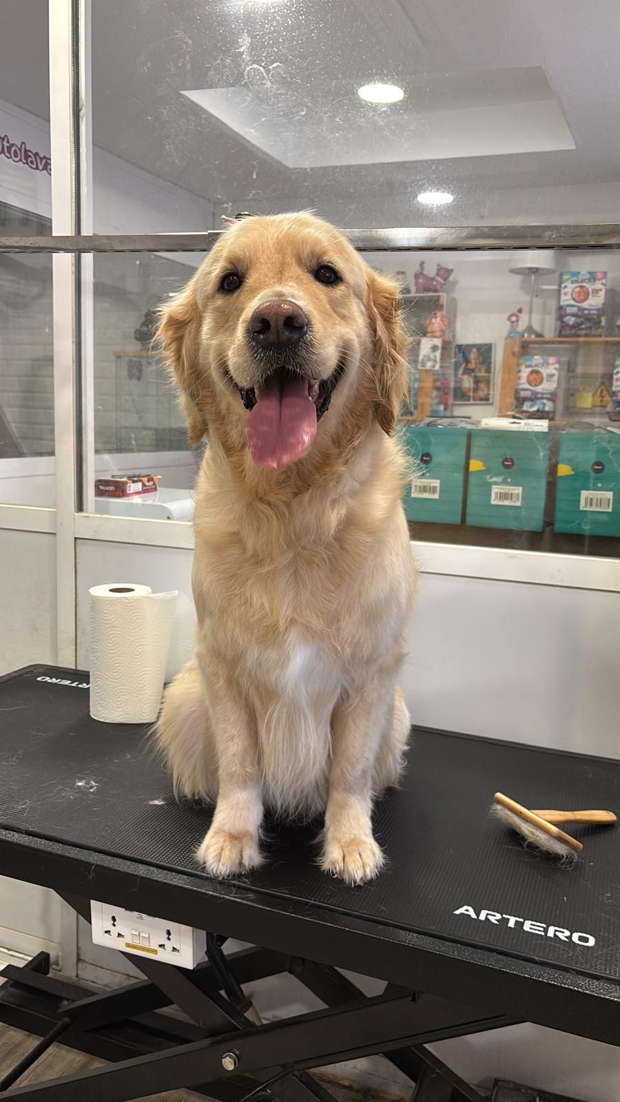 Un perro está sentado en una mesa con la lengua afuera.