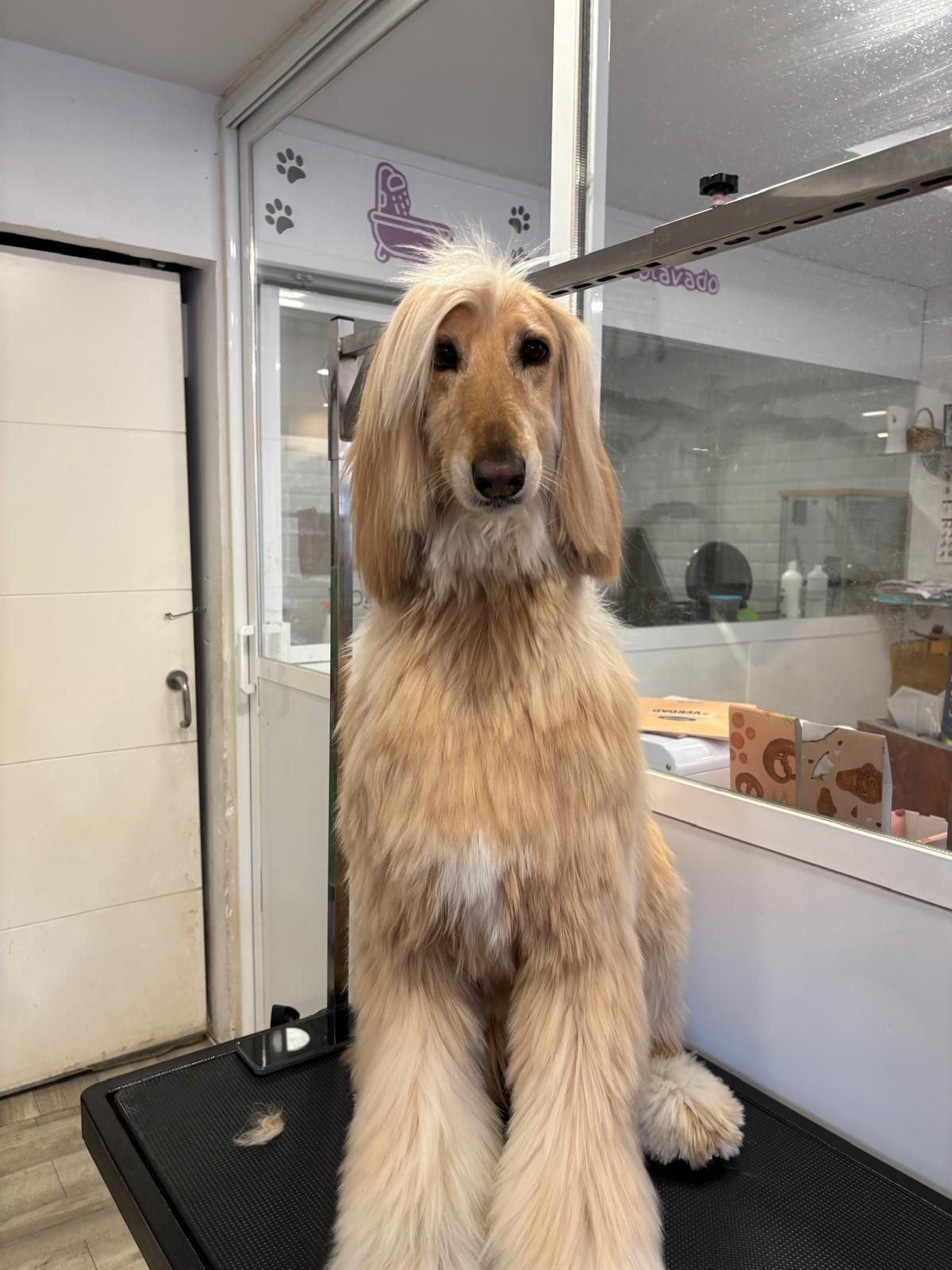 Un cocker spaniel está sentado en una mesa de aseo en una habitación.