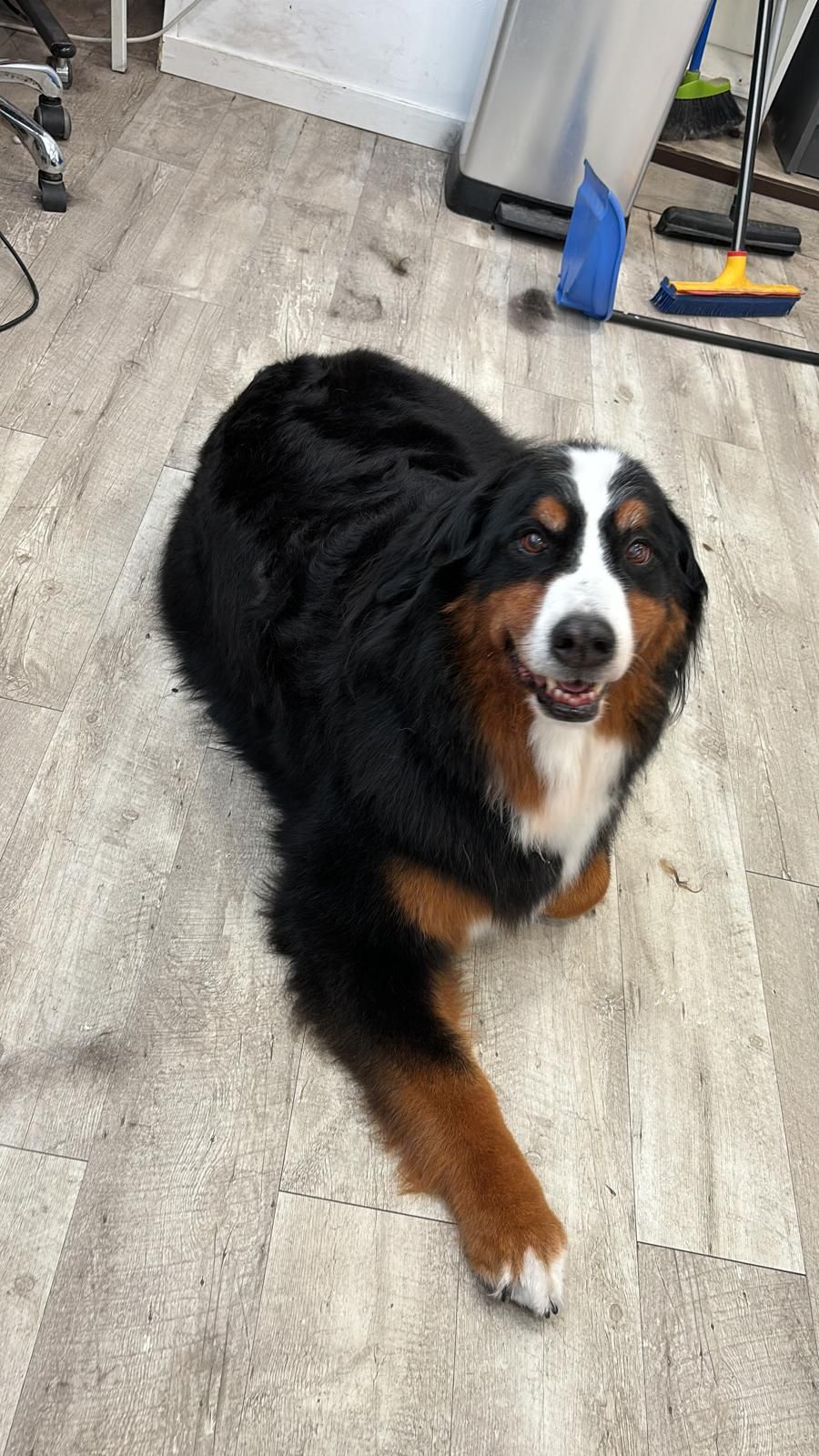Un perro de montaña bernés está tendido en el suelo de una habitación.