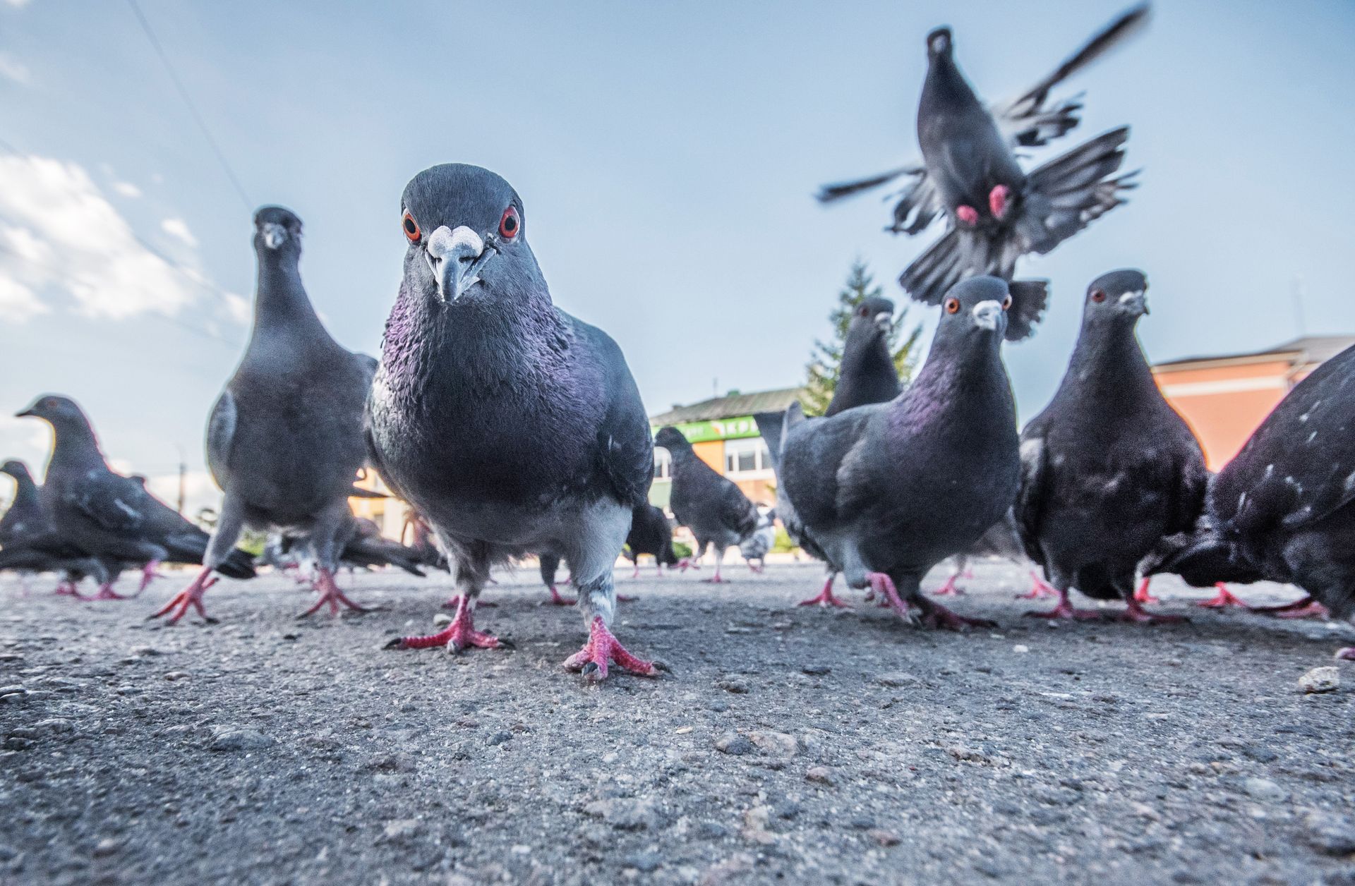 Groupe de pigeons