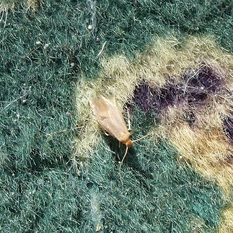 Mite sur un tapis vert