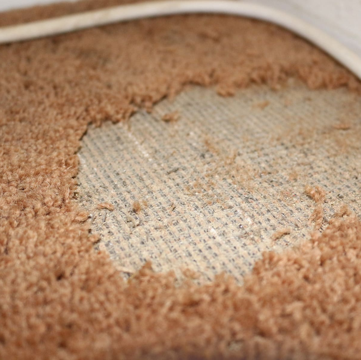 Tapis rongé par les mites