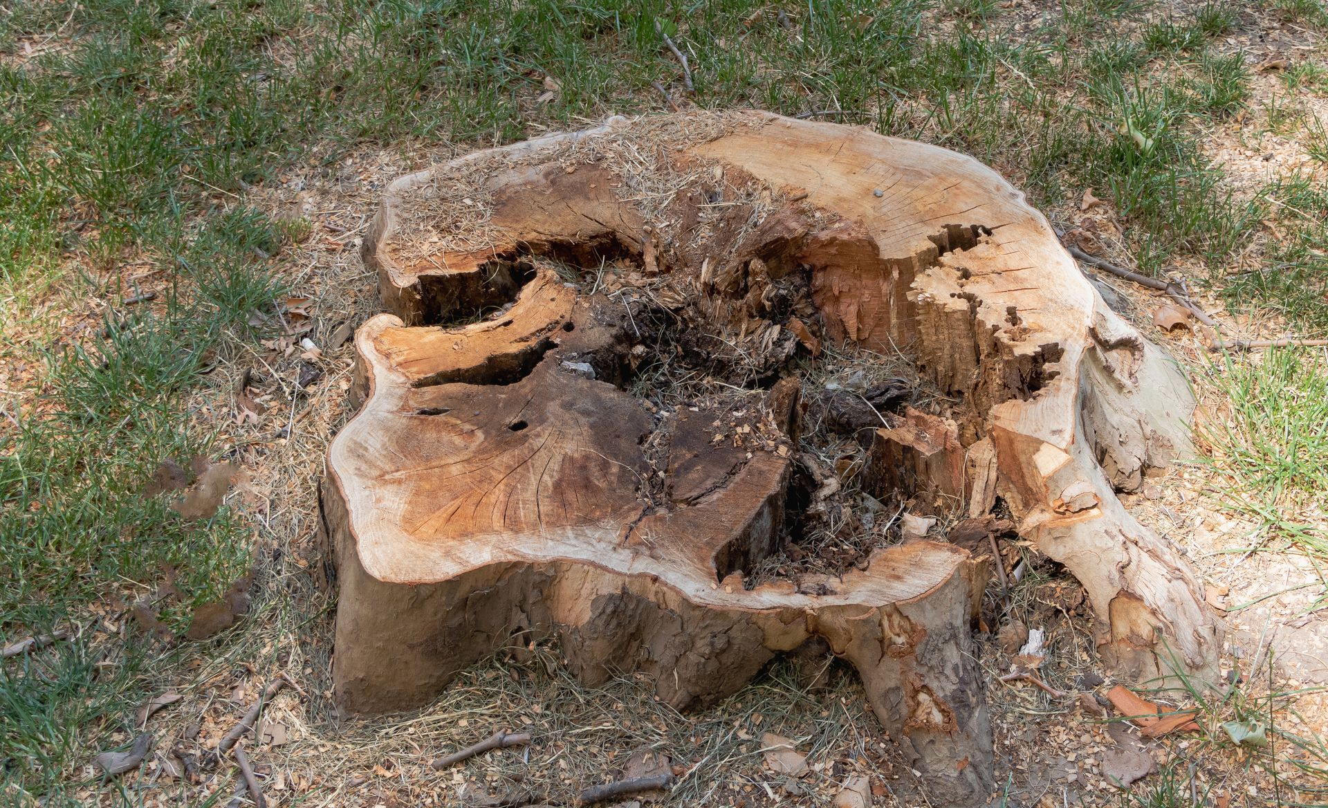 Souche d'arbre en décomposition avec intérieur exposé, entourée d'herbe et de sciure.