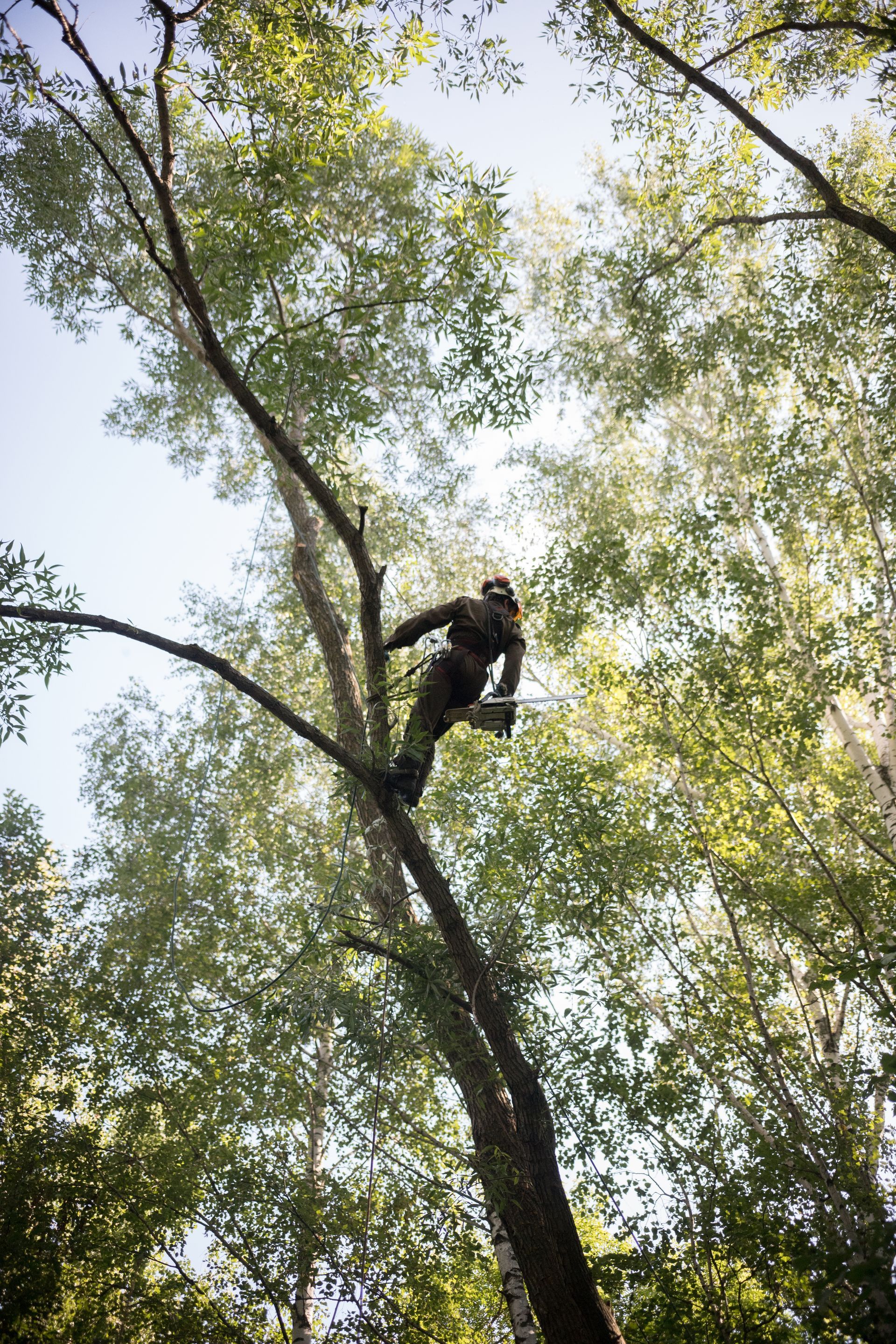 Personne grimpant à un grand arbre aux branches feuillues sous un ciel bleu.