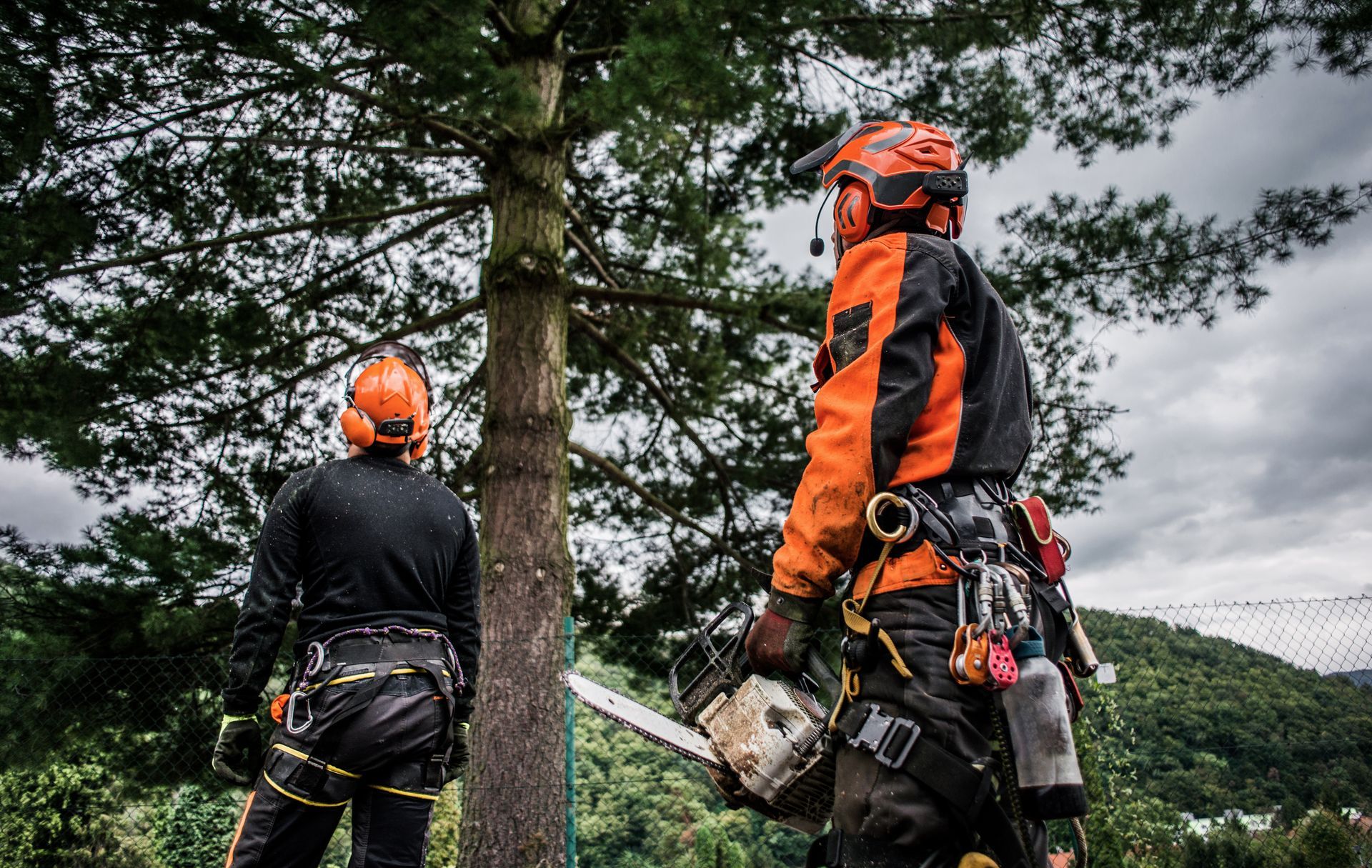 Deux arboristes en équipement de sécurité se préparent à couper un arbre, l'un tenant une tronçonneuse.