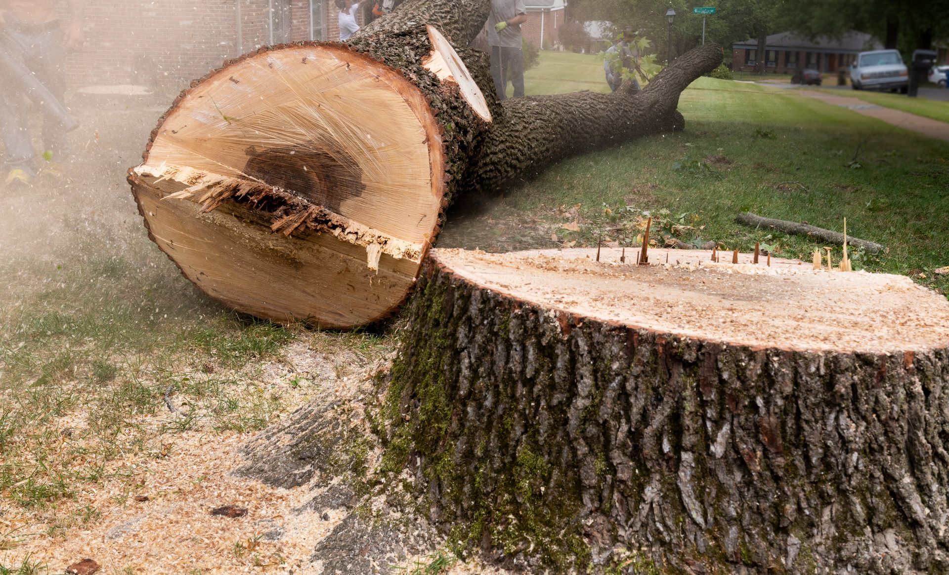 Arbre abattu, couché sur l'herbe, avec une souche fraîchement coupée dans une cour. Présence de sciure.