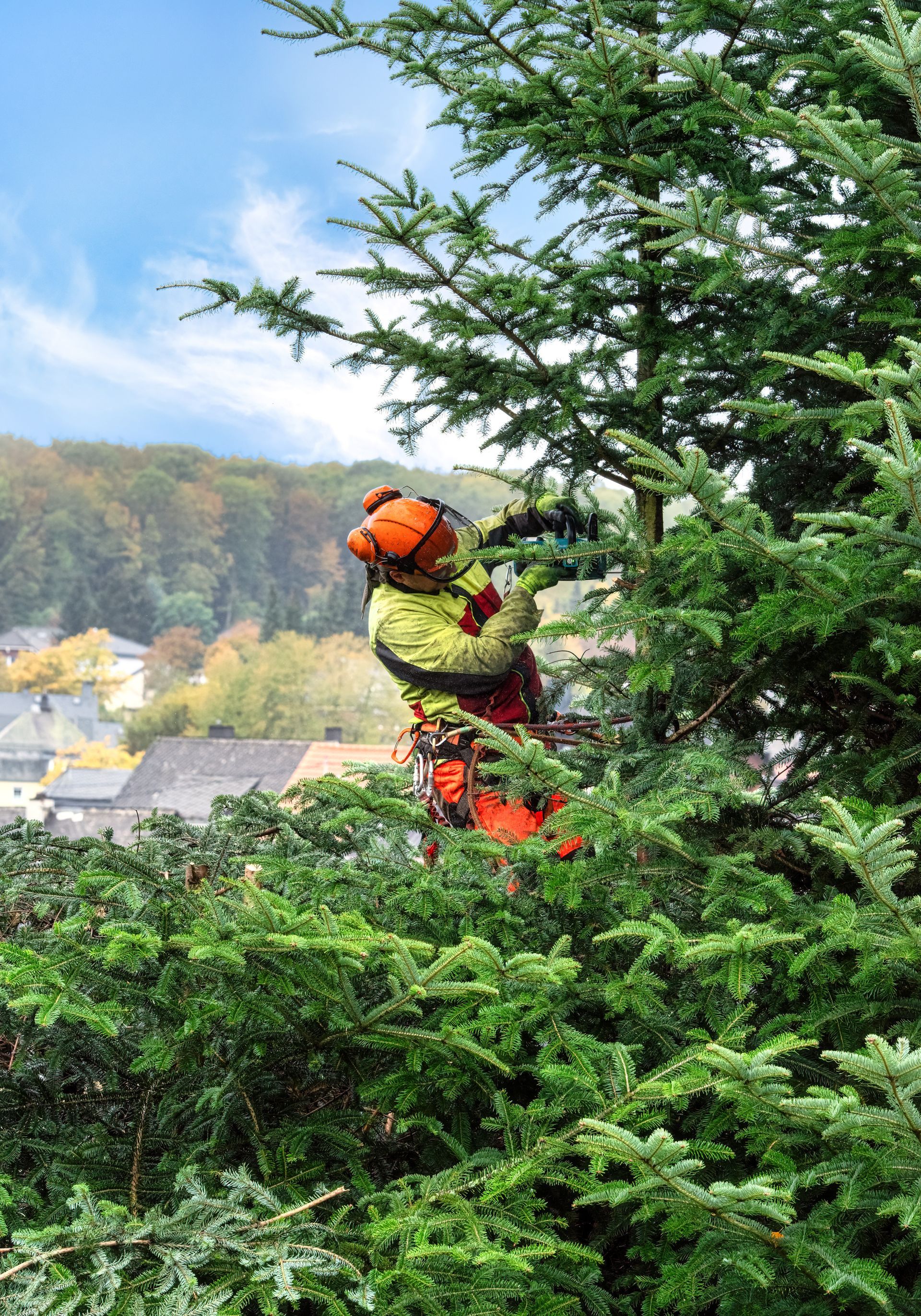 Arboriste portant un casque et un équipement orange, taillant un grand arbre à feuilles persistantes ; ville en arrière-plan.