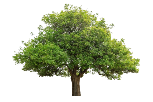 Arbre feuillu vert avec un tronc brun épais, isolé sur fond blanc.
