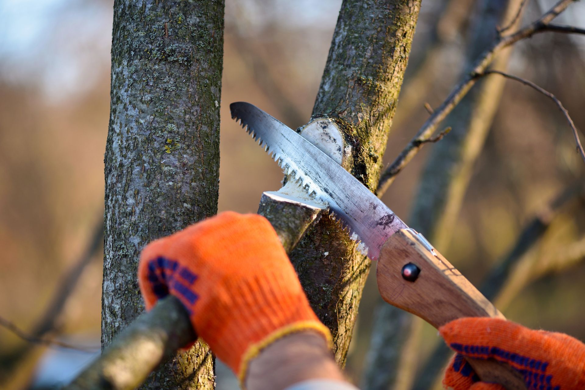 Une personne portant des gants orange utilise une scie à main pour tailler une branche d'arbre.