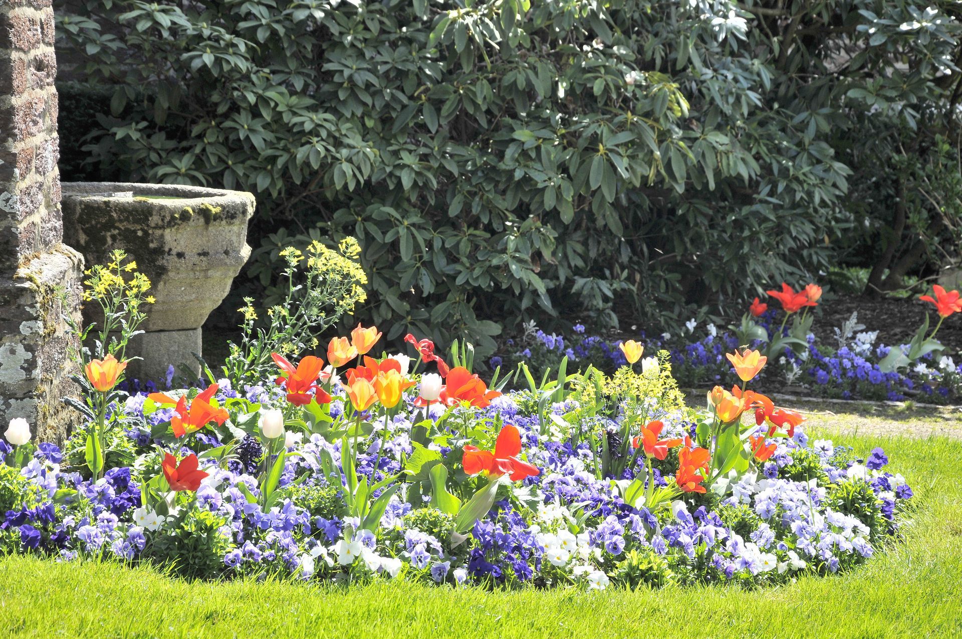 Des tulipes et des pensées colorées fleurissent dans un parterre de jardin, avec de la verdure et une structure en pierre en arrière-plan.