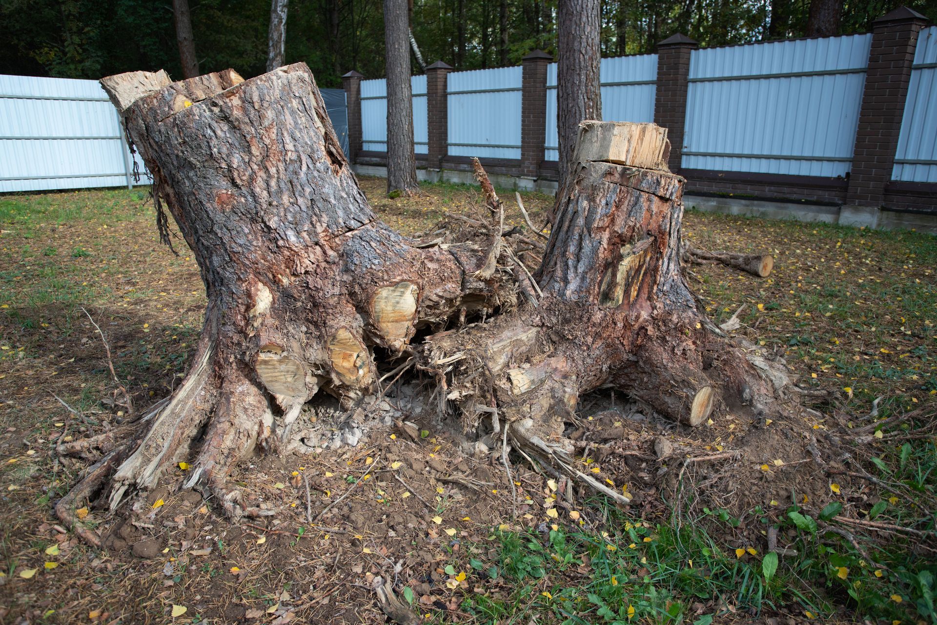 Souche d'arbre avec racines exposées sur une pelouse herbeuse devant une clôture blanche.