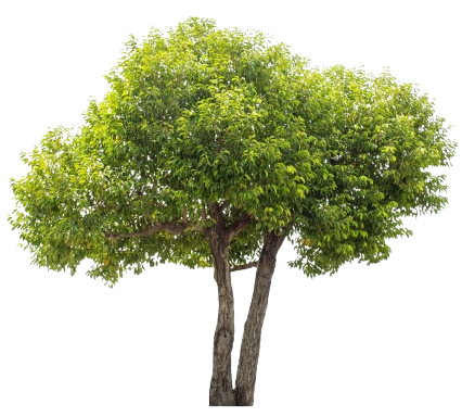 Arbres à feuilles vertes avec deux troncs sur fond blanc.