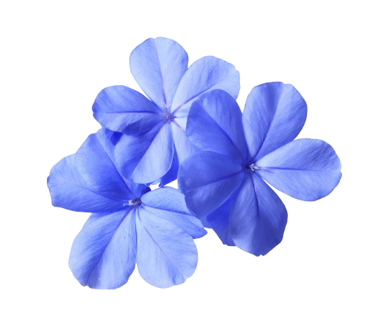 Quatre fleurs de plumbago bleues sur fond blanc.