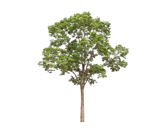 Arbre aux feuilles vertes et au tronc brun sur fond blanc.