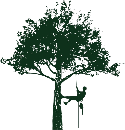 Un arboriculteur descendant en rappel d'un grand arbre, silhouette en vert.