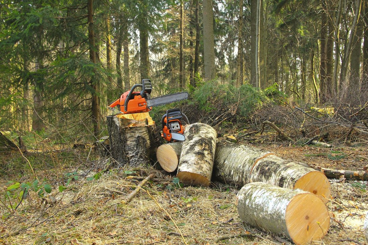 Tronçonneuses sur une souche d'arbre dans une forêt, à côté de bûches coupées. Le soleil filtre à travers les arbres.