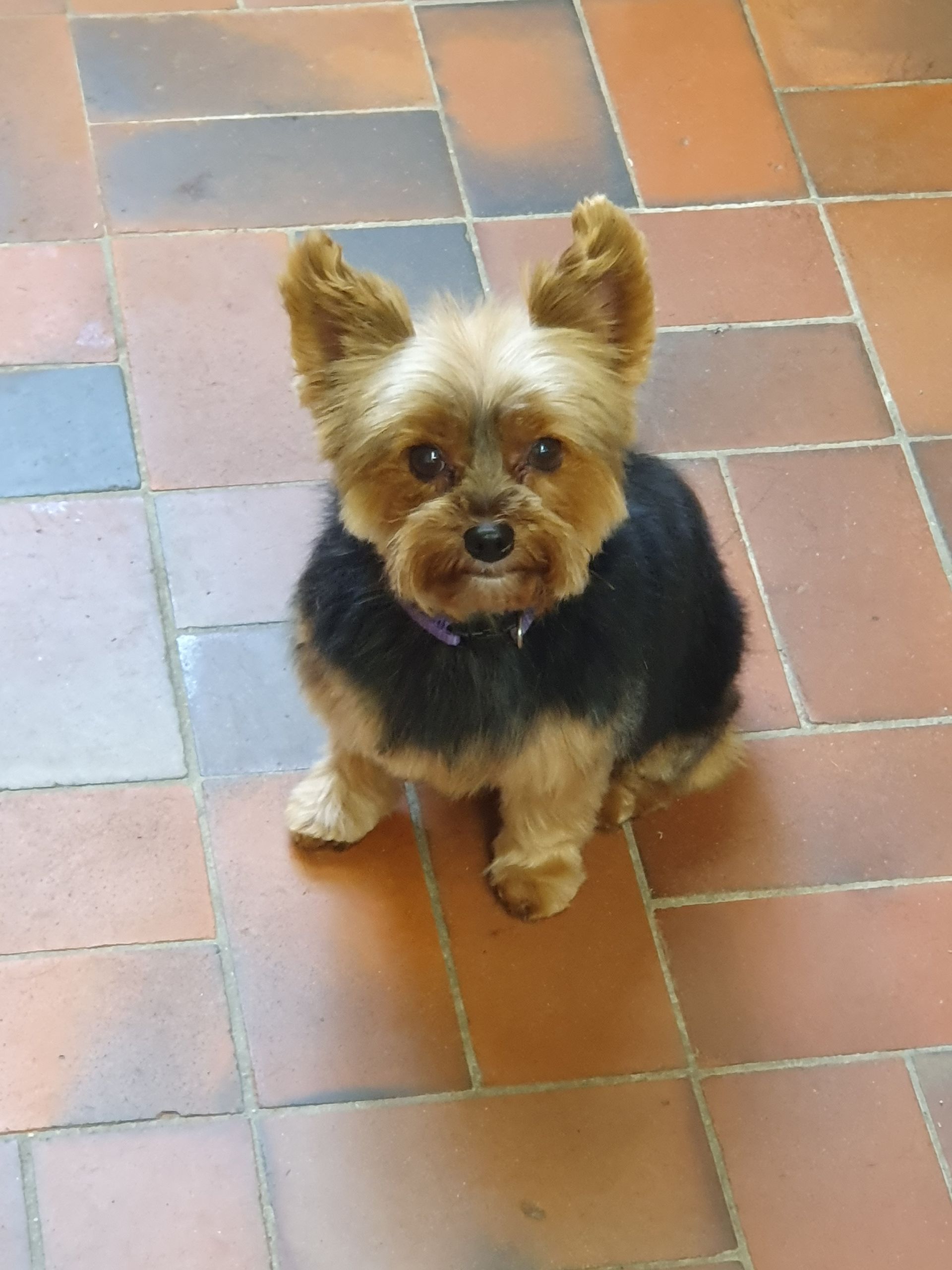 Une image d'une montagne dans un carré sur fond blanc.